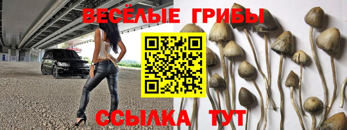 Галлюциногенные грибы Psilocybine cubensis Азов